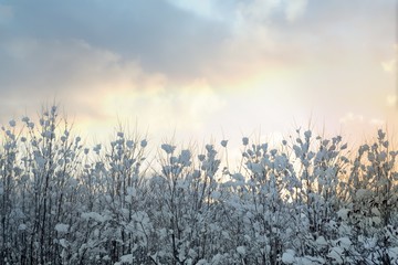 Winter Fairy