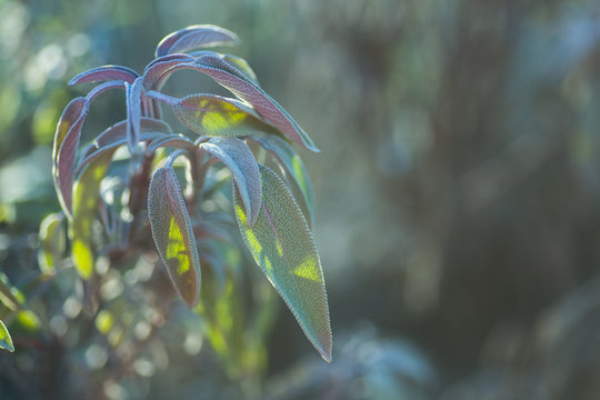leaves of sage are covered with ice crystals. Frost on the grass. First frosts. Cold season. Fall cold. Natural background.