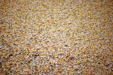 Ginkgo Blätter im Herbst / Die abgefallenen gelben Blätter eines Ginkgobaumes im Herbst...