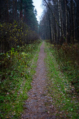 simple countryside forest road in perspective