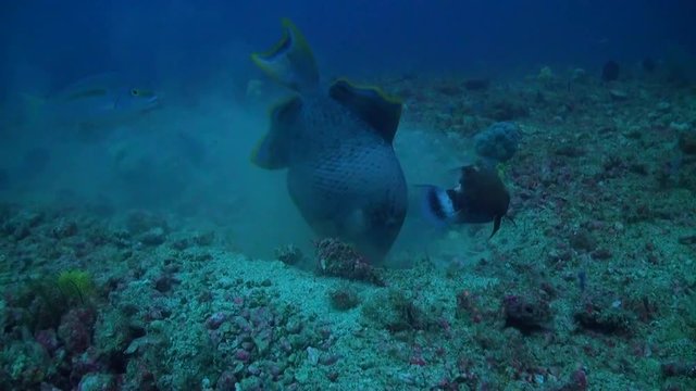  Gilded triggerfish Hunting for Food - Philippines