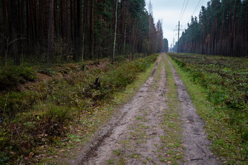 simple countryside forest road in perspective