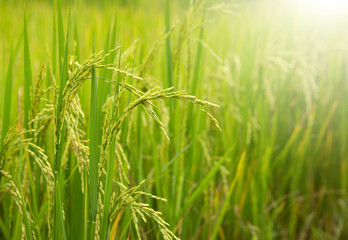Fototapeta na wymiar Rice field with sunlight in the rural