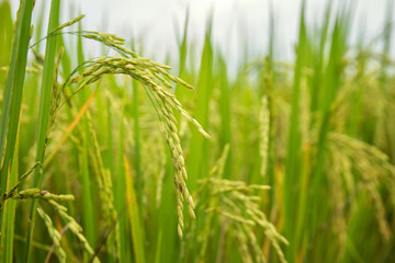 Rice field in the rural