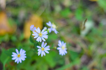 White flowers on forest floor