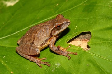 Spring Peeper (Pseudacris crucifer)