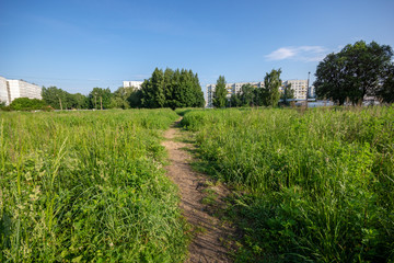 simple countryside forest road in perspective