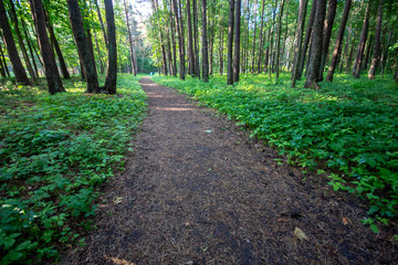 simple countryside forest road in perspective