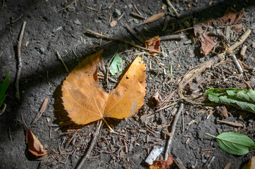 Fallen autumn leaf