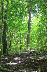 Obraz premium Forest 