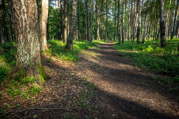simple countryside forest road in perspective