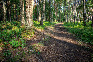 simple countryside forest road in perspective