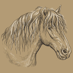Horse portrait-12 on brown background