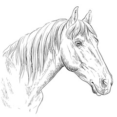 Horse portrait-17