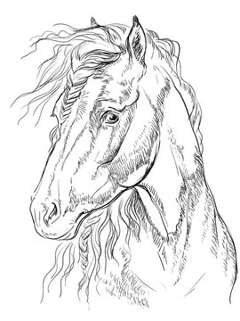 Horse portrait-13