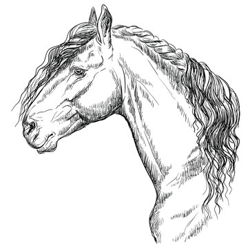 Horse portrait-15
