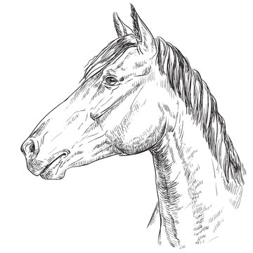 Horse portrait-16