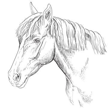 Horse portrait-18