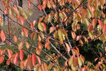 紅葉