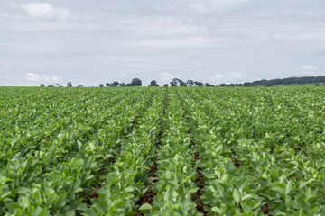 Plantação de Soja no Centro-Oeste brasileiro irrigado artificialmente com Pivô Central