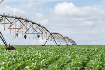 Soybean plantation in the Brazilian Midwest with artificial irrigation.