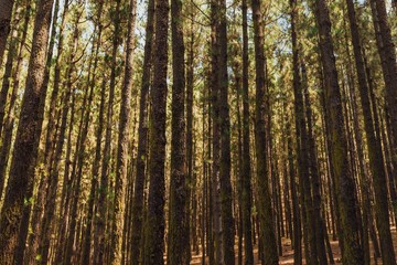 Obraz premium pine trees in forest La Esperanza