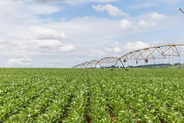 Plantação de Soja no Centro-Oeste brasileiro irrigado artificialmente com Pivô Central