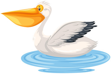 A pelican in the water