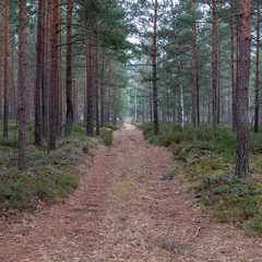 simple countryside forest road in perspective