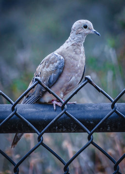 Common Ground Dove