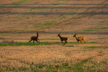 deer running in the cultivated field
