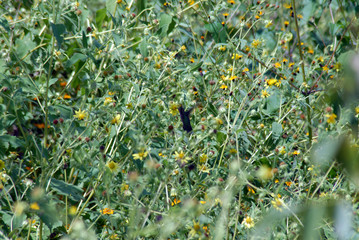 colibrí  © Alvarci