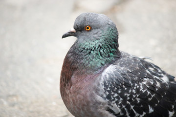 Feral pigeon, city dove, city pigeon, or street pigeon