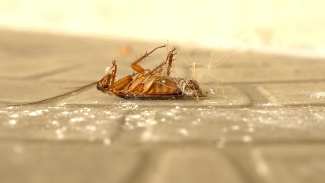 close up huge cockroach dead on the floor outside