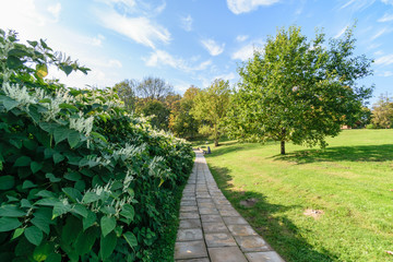 simple countryside forest road in perspective