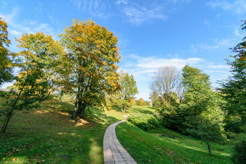simple countryside forest road in perspective