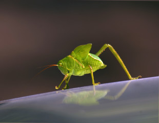 insecto