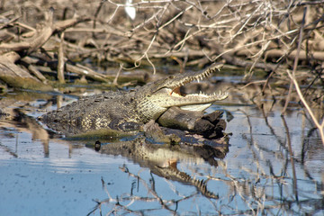 crocodile, lagoon of ventanilla oaxaca, México