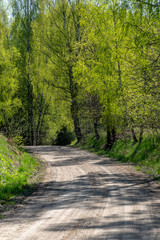 simple countryside forest road in perspective