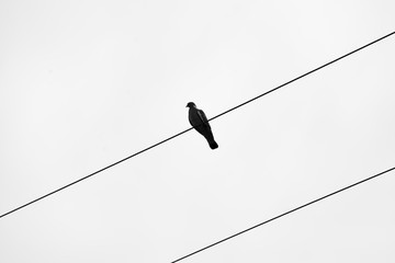 oiseau sur un fil électrique .