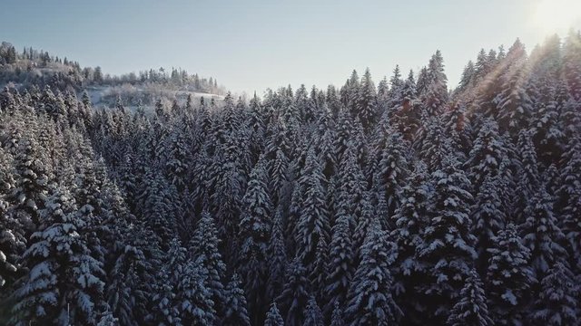 AERIAL: Snow Covered Trees, Winter Forest. Drone Footage Frosted Mountain Pine Forest Landscape. Sunny Winter Morning Flight, Lens Flare.