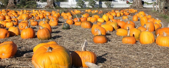 Harvesting pumpkins in the field. Vegetable farm.