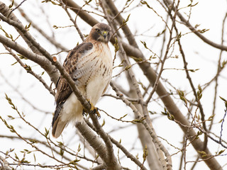 Red-Tailed Hawk Perched in Trees