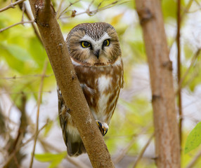 Northern Saw-whet Owl Portrait in Fall