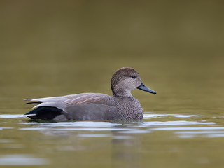 Male Gadwall Swimming in Fall