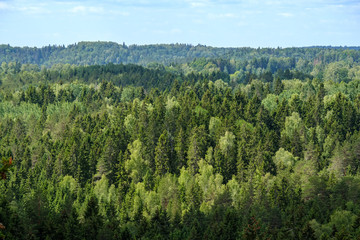 evergreen forest in misty day seen from above