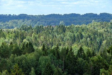 evergreen forest in misty day seen from above