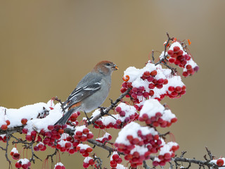 Pine Grosbeak  Female Eating Red Berries in Winter