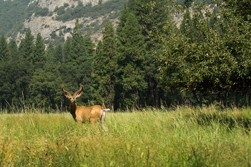 deer in yosemite