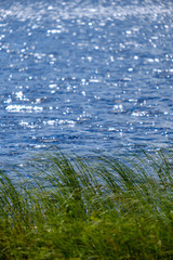 summer plants and bents on blur background in evening sun. Textured pattern